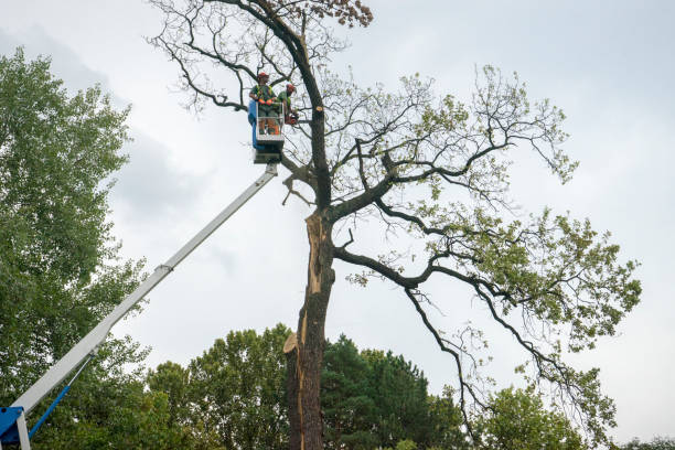 How Our Tree Care Process Works  in  Deale, MD