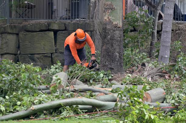 Professional  Tree Services in Deale, MD